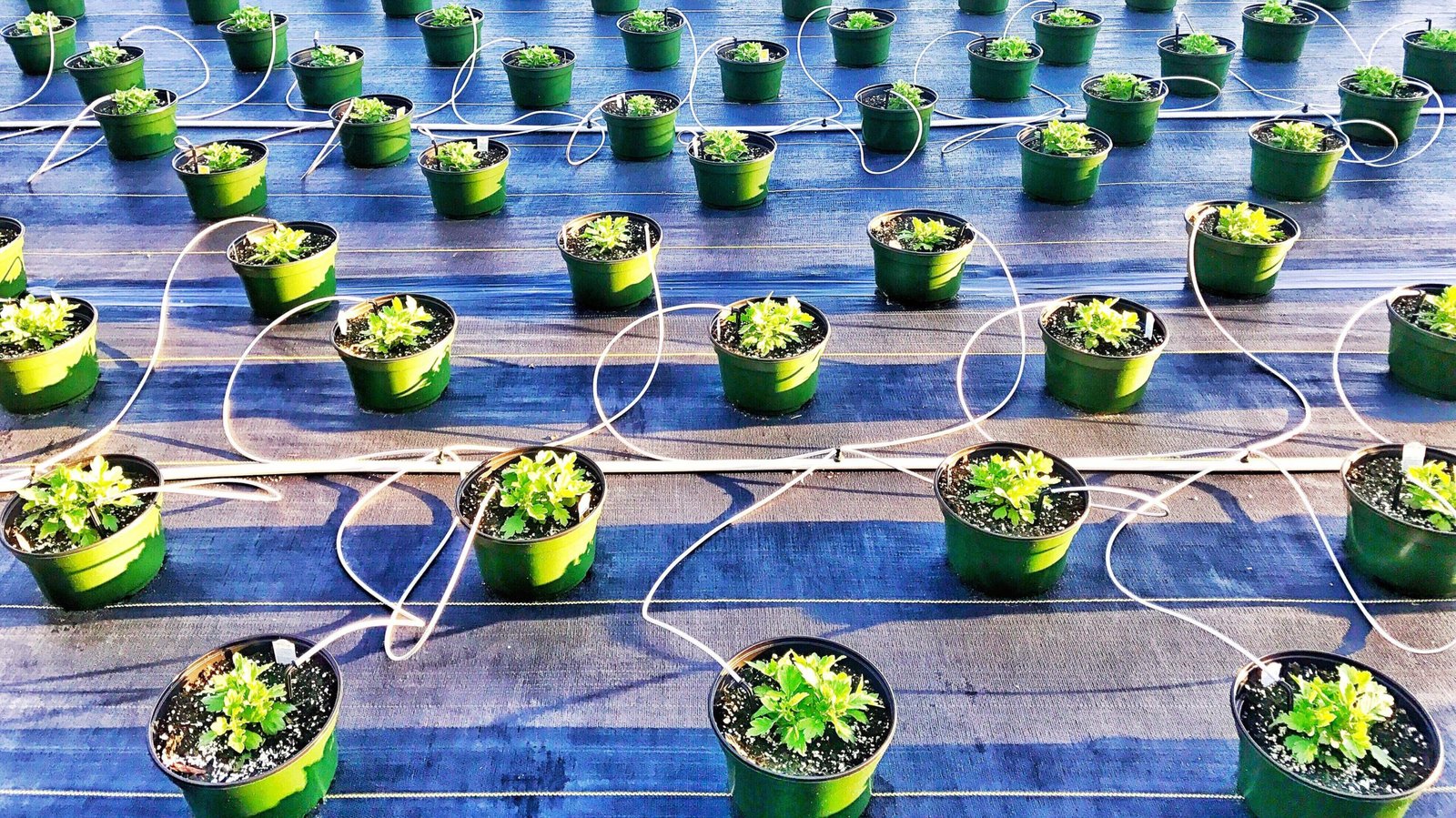 Advanced Components and Innovations for Indoor Hydroponic Gardens