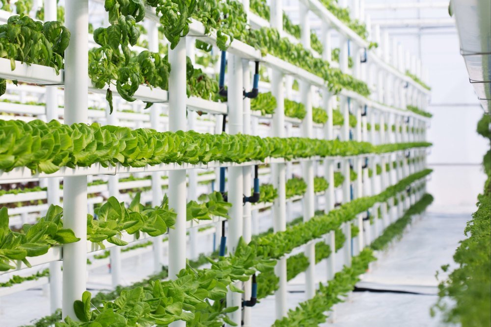 Navigating Your Indoor Hydroponic Garden: A Comprehensive Guide